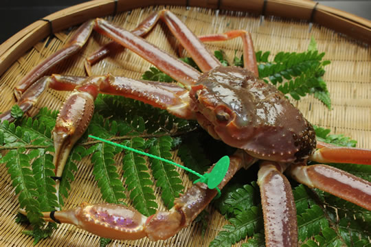 極み　間人ガニフルコース